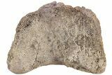 Hadrosaur (Edmontosaurus) Phalanx - Wyoming #238335-2